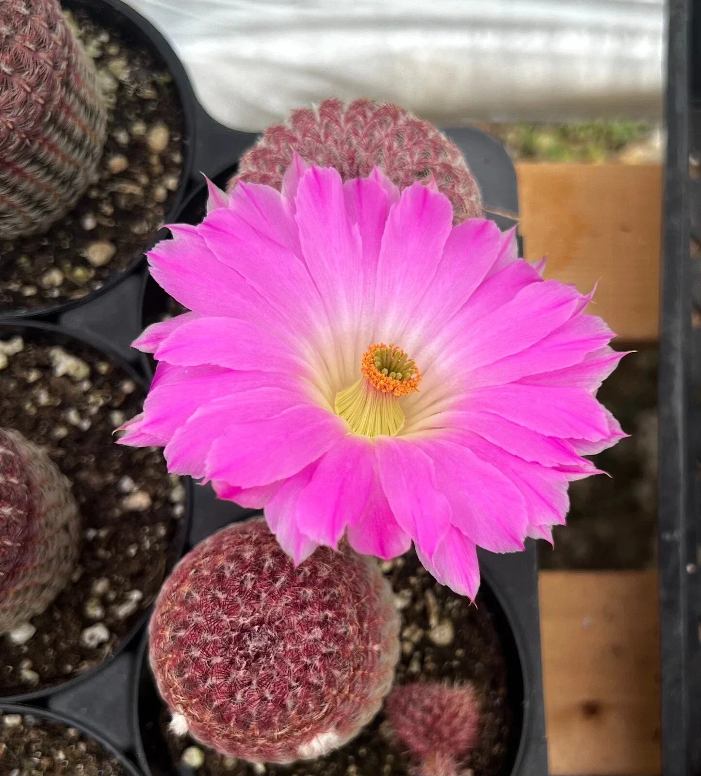 Arizona Rainbow Cactus Live Plant 4" Pot Echinocereus rigidissimus Pink Cactus for Indoor Outdoor Gardening