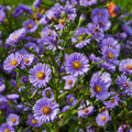 Aster Daisy Seeds Pack – Symphyotrichum Garden Flower Seeds for Attracting Pollinators – 200+ Non-GMO Seeds
