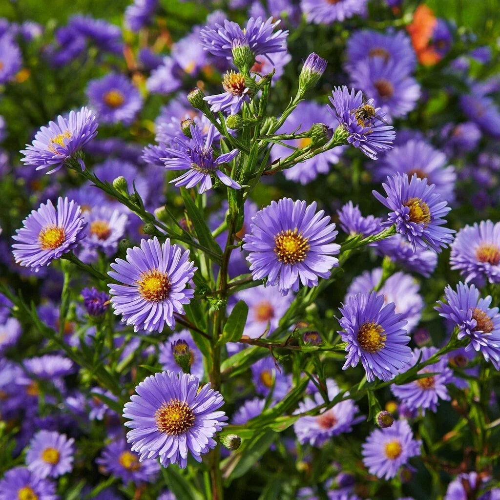 Aster Daisy Seeds Pack – Symphyotrichum Garden Flower Seeds for Attracting Pollinators – 200+ Non-GMO Seeds