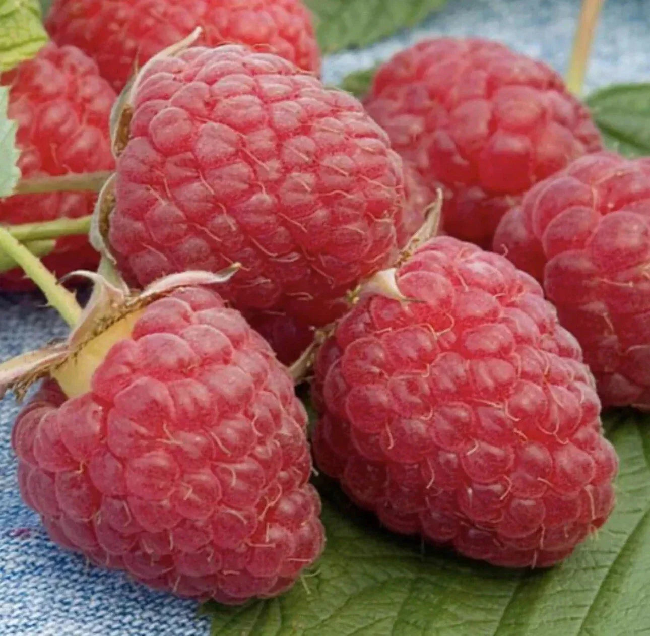 Red Raspberry Bare Root Plants – 5 Live Plants – Rubus idaeus – Deciduous Shrub for Home Garden