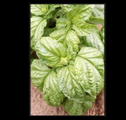 Basil Seeds Grandi Foglie Valentino Italian Microgreens - Ocimum basilicum - Gourmet Aromatic Herb Seeds