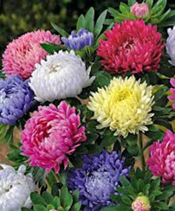 Aster Seeds - 100 Count - Giants of California - Bright Vivid Blooms - Asteraceae - Garden Flower, Pollinator Attracting