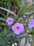 Purple Showers Mexican Petunia Cuttings - 15" Rooted Ruellia Simplex with Vibrant Purple Flowers