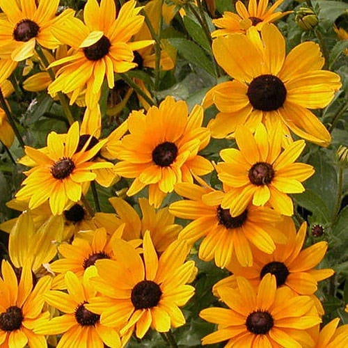 Black Eyed Susan Seeds - Butterfly Attracting, Full Sun, Rapid Spreader, Rudbeckia hirta Seed Packet