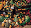 Large Gourd Mix Seeds - Colorful Fall Decor - Cucurbita pepo - 25+ Seeds for Gardening & Crafting