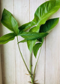 Rooted Arrowhead Plant Cuttings - 15 Pack Syngonium podophyllum Indoor/Outdoor Propagation