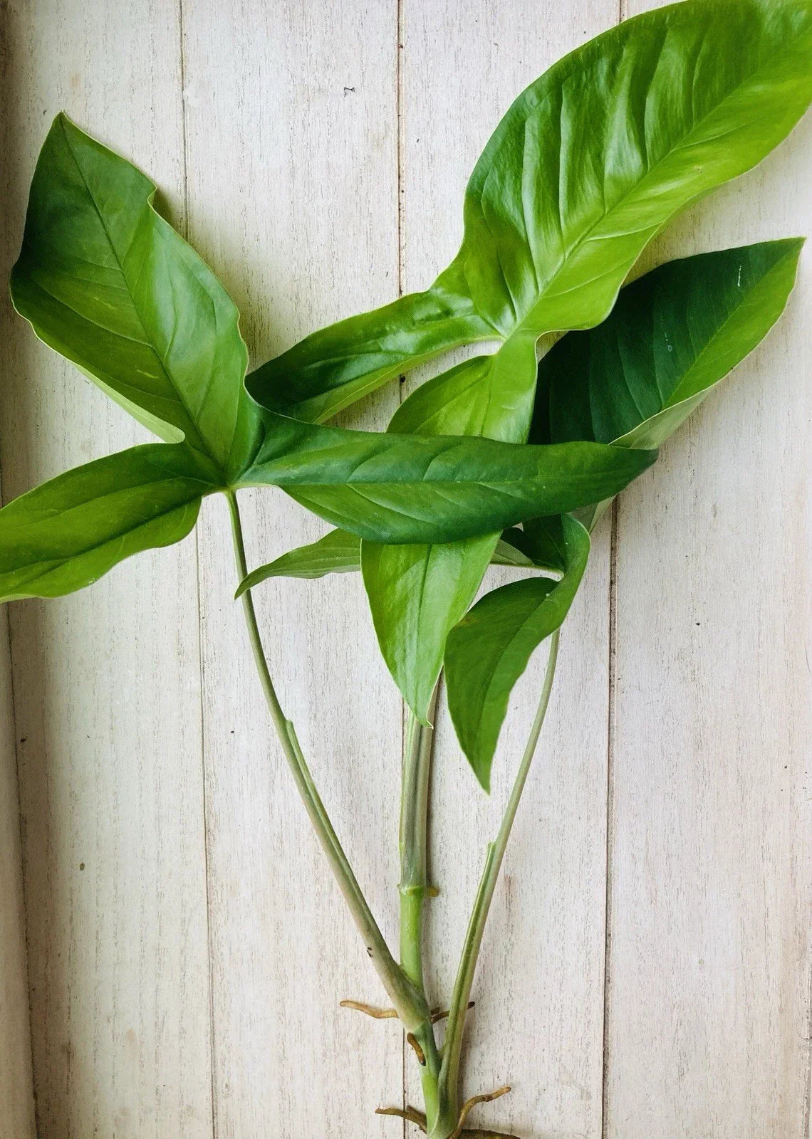 Rooted Arrowhead Plant Cuttings - 15 Pack Syngonium podophyllum Indoor/Outdoor Propagation