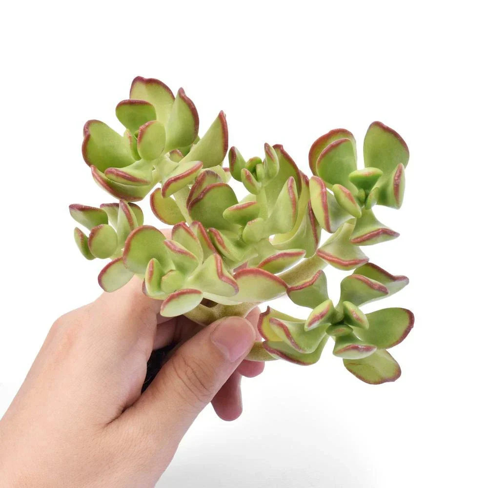 Fresh Sedum Dendroideum Succulent Cuttings - 5 Pack for Fairy Gardens, Indoor & Outdoor Decor, Drought-Tolerant, Low-Maintenance Plant