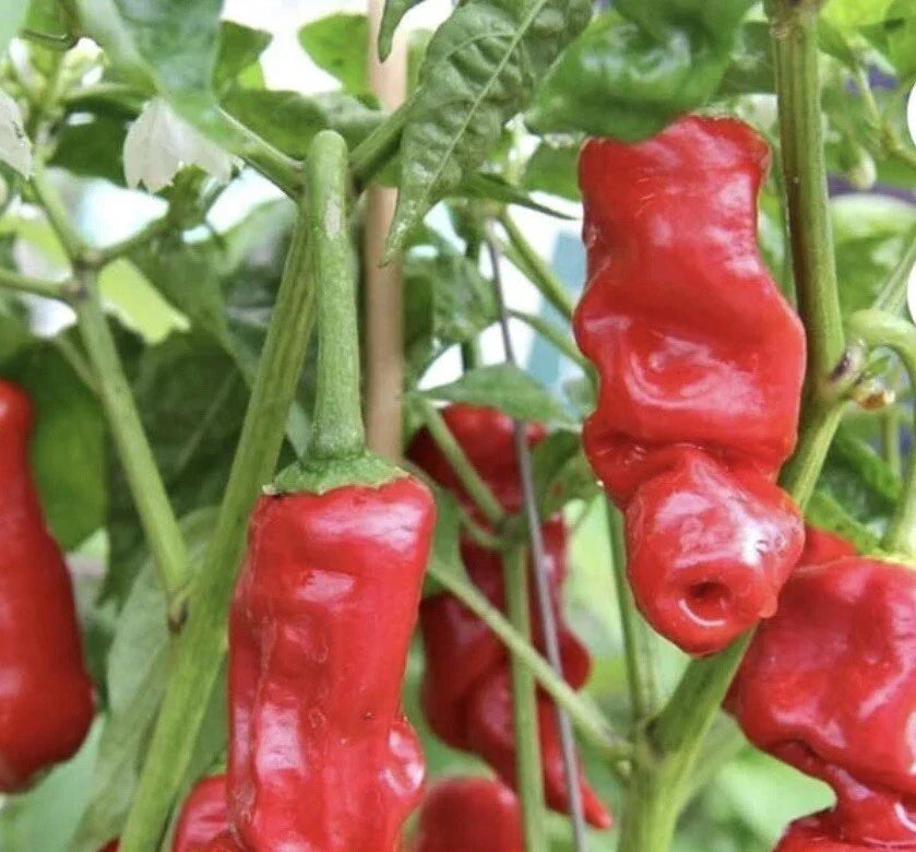 Rare Red Peter Pepper Seeds – Heirloom Capsicum Annuum, Spicy Red Chili Peppers, 30+ Non-GMO Seeds for Garden & Culinary Use
