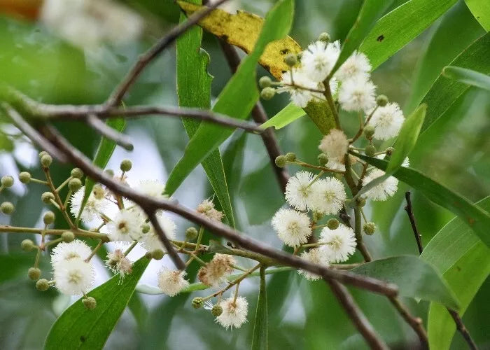 Blackwood Acacia Seeds - Over 40 Seeds - Drought-Tolerant Acacia melanoxylon Tree for Landscaping & Reforestation