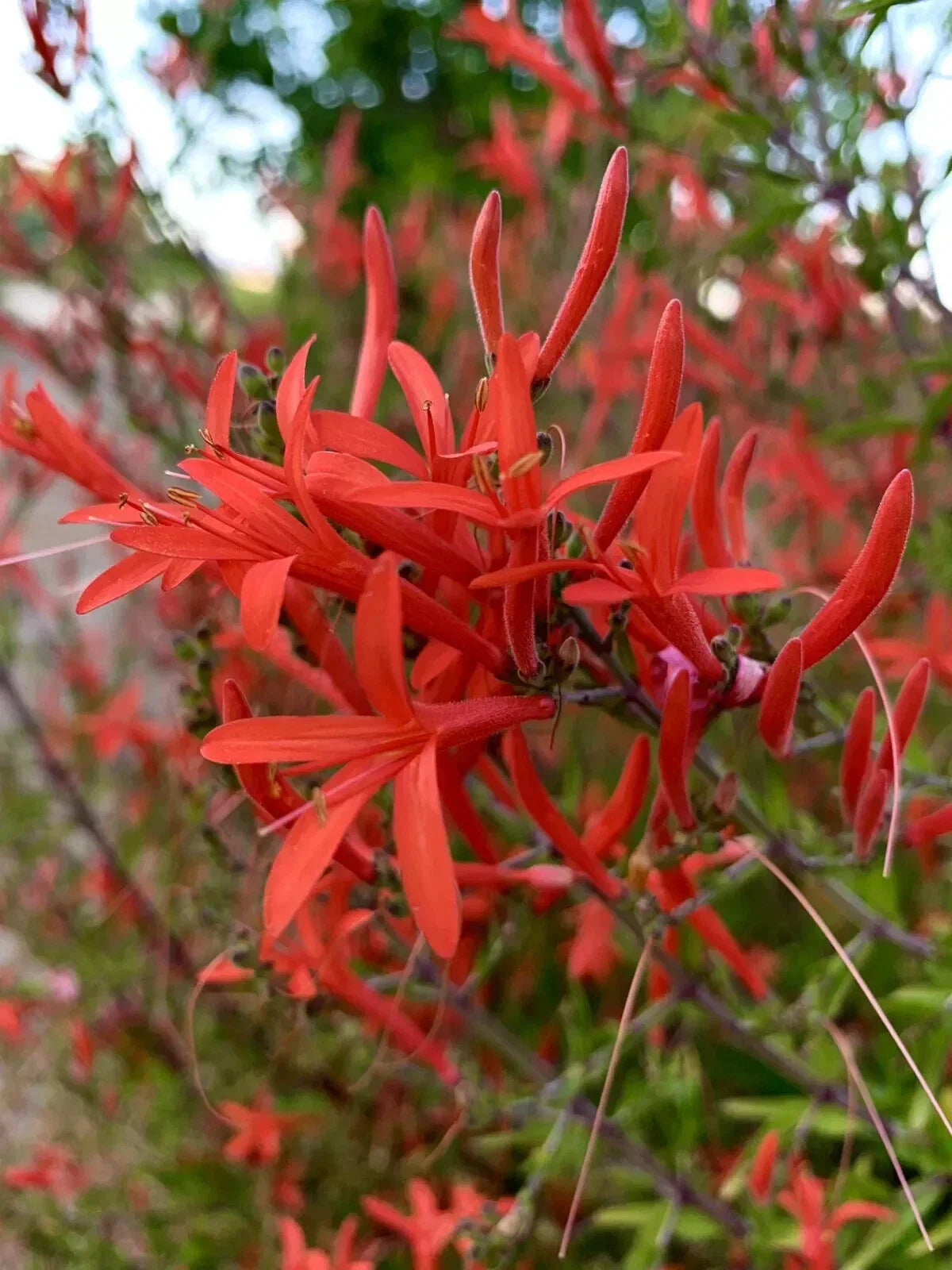Flame Acanthus Seeds - 20 Pack - Anisacanthus Quadrifidus Wrightii - Vibrant Tubular Flowers for Pollinators