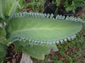 Mother of Thousands Succulent Plant with 30 Pups - Kalanchoe daigremontiana Indoor/Outdoor Garden Plant