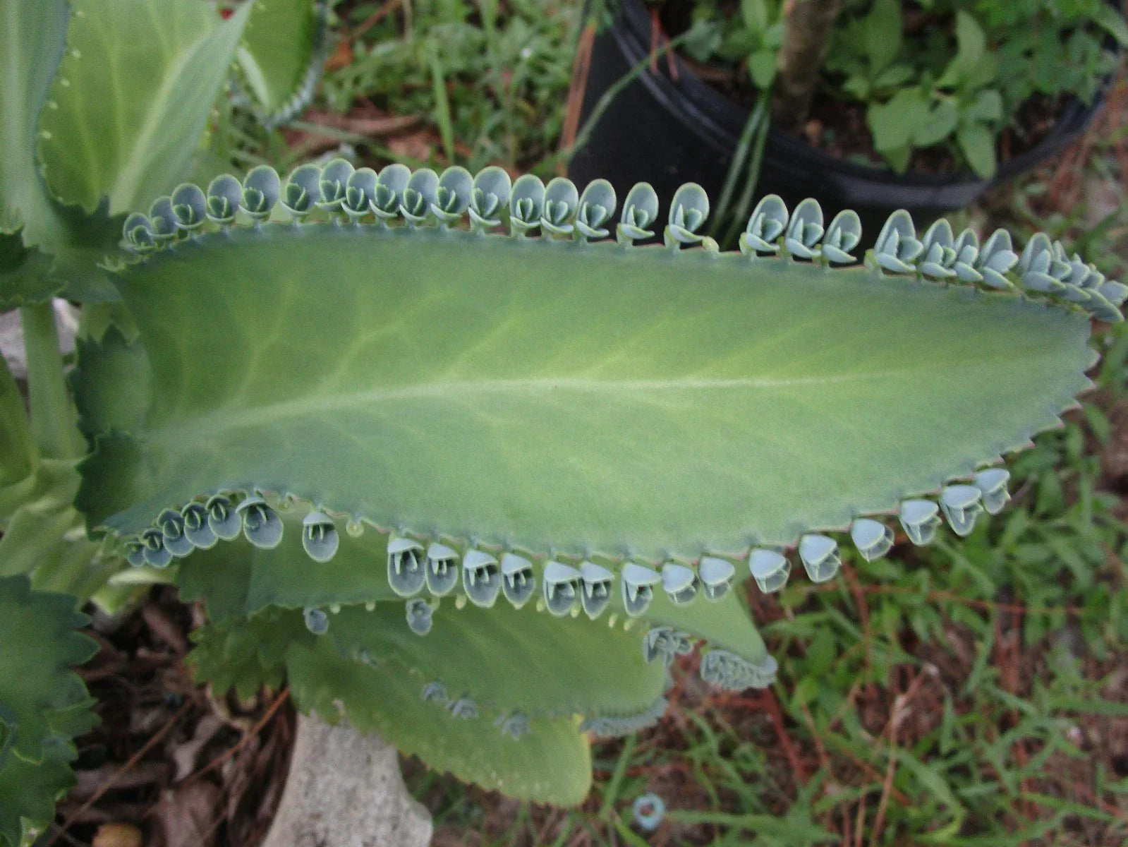 Mother of Thousands Succulent Plant with 30 Pups - Kalanchoe daigremontiana Indoor/Outdoor Garden Plant
