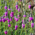 Purple Prairie Clover Seeds - Native Wildflower Perennial - Dalea purpurea - Attracts Pollinators, Easy to Grow, Eco-Friendly, Free Shipping