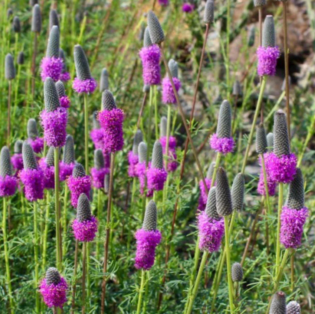 Purple Prairie Clover Seeds - Native Wildflower Perennial - Dalea purpurea - Attracts Pollinators, Easy to Grow, Eco-Friendly, Free Shipping