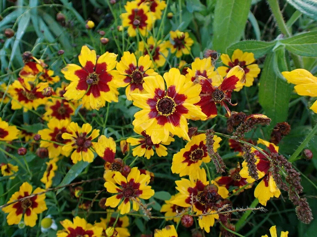 Coreopsis Seeds Plains Variety Bulk Pack Wholesale Free Shipping