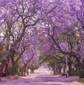 Jacaranda Tree Seeds | Lavender Blue Flowers | Tropical Deciduous Plant | Jacaranda mimosifolia Seed Pack
