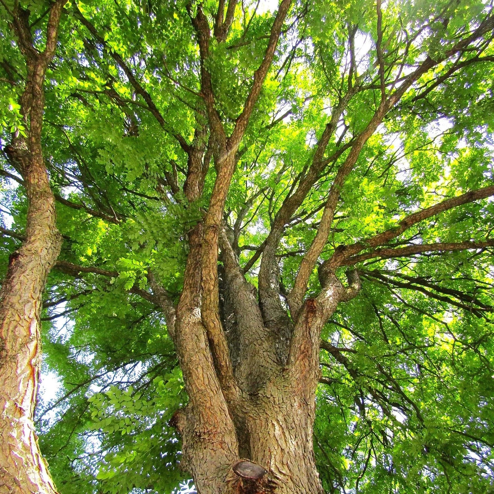 Kentucky Coffee Tree Seeds - Gymnocladus dioicus - Native Deciduous Tree for Landscaping & Gardening