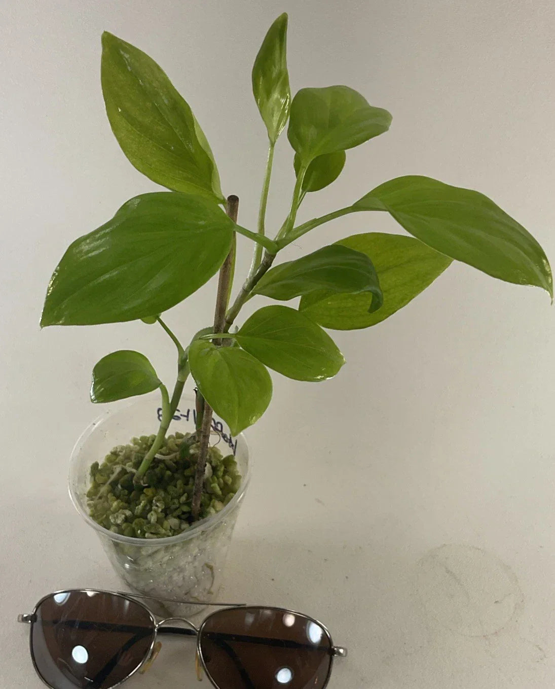 Philodendron Hoffmanii Plants – 2 Pack, Rare Indoor Houseplants, Easy Care, Green Foliage, Scientific Name Philodendron hoffmannii, Free Shipping