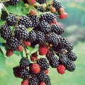 Prime-Ark 45 Blackberry Plant Bare Root Floricane Edible Fruit Rubus fruticosus High Antioxidant Blackberries