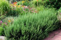 Organic Rosemary Herb Plants Live Cuttings - 10" Rosmarinus officinalis, Culinary, Full Sun, Indoor & Outdoor