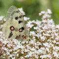 Sedum Oktoberfest Seeds - 200 Seeds, Drought-Tolerant Ground Cover, Autumn Colors, Sedum Acre, Easy to Grow