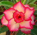 Desert Rose Seeds - 4 Yellow Red Adenium Obesum Flower Perennial Seeds for Indoor Outdoor Garden Planting
