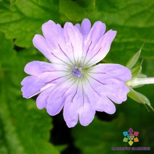 Hexham Lace Geranium Seeds – 25+ Pack Pelargonium 'Hexham Lace' for Garden, Container, Hanging Basket Planting