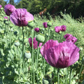 Hungarian Breadseed Poppy Seeds - 200+ Count, Papaver somniferum, Garden Planting, Annual, Vibrant Blooms, USA Grown