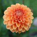 Maam Dahlia Seeds - Perennial Flowering Bulbs - Vibrant Multi-Color Blooms - Dahlia pinnata - Garden, Border, Container Plant