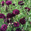 Black Bachelor Button Seeds - Centaurea Cyanus Wildflower Seeds for Garden, Annual, Dark Color, 100 Seeds