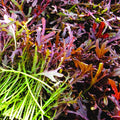 Red Mizuna Mustard Greens Seeds – Heirloom Brassica rapa var. nipposinica for Spring & Fall Planting