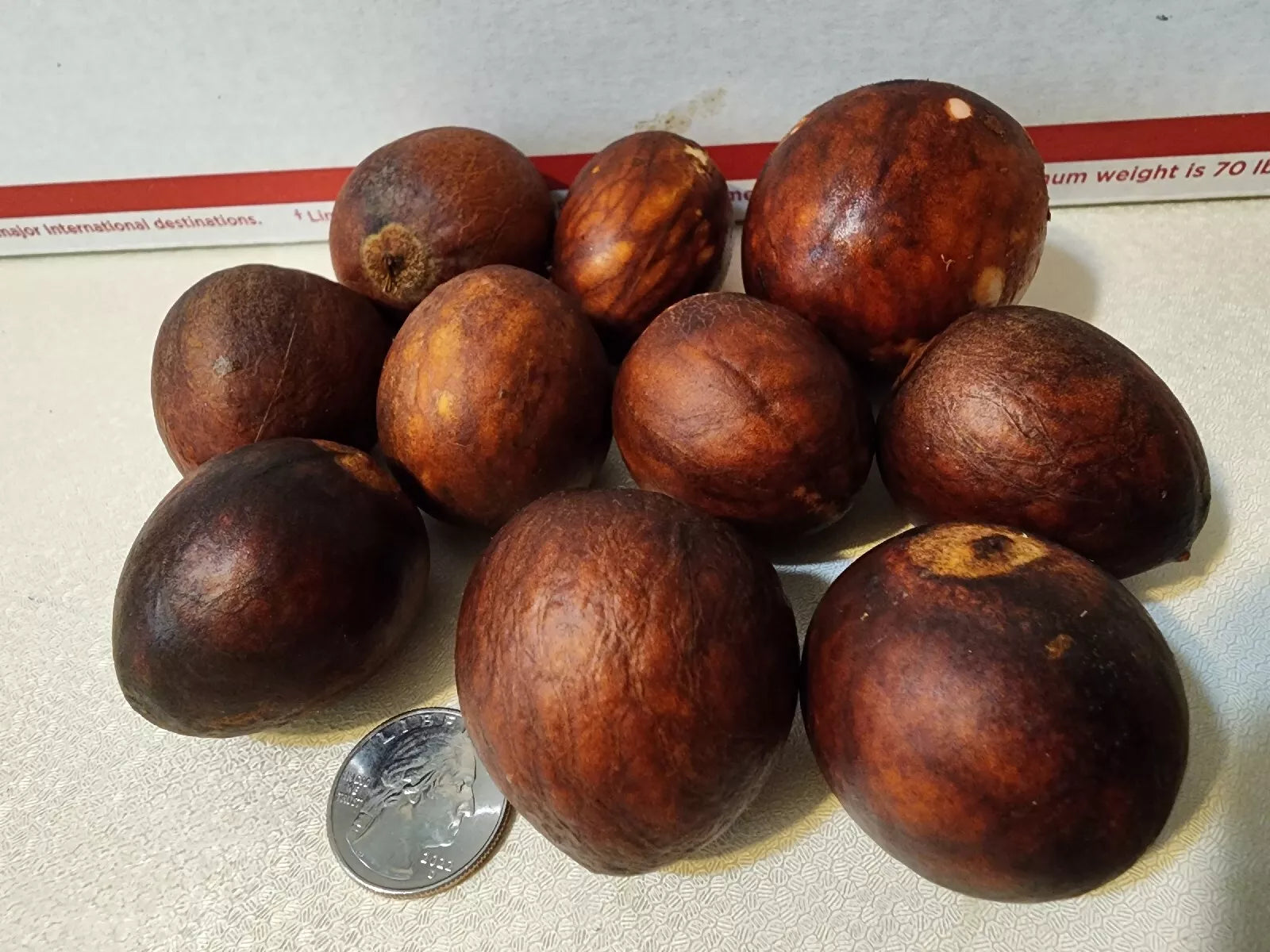Avocado Seeds Pack – Persea americana – Grow Your Own Fruit Tree from 10 Seeds for Home Garden, Patio, or Landscaping