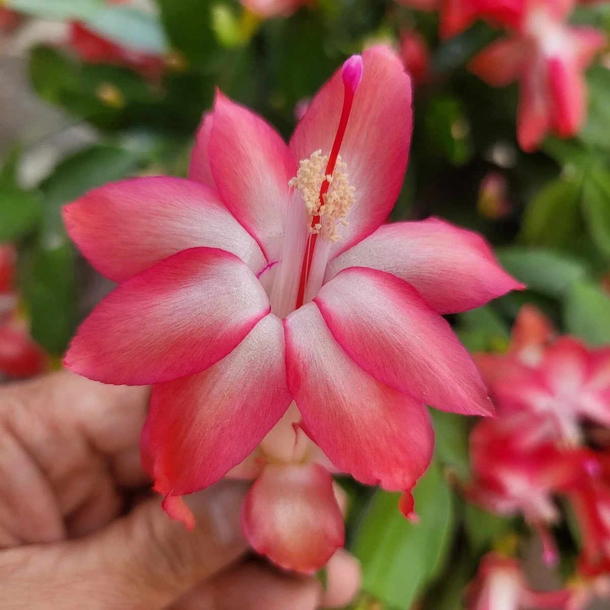 Thor Keri Schlumbergera Truncata Cuttings – Jungle Holiday Cactus Zygocactus Propagation Material