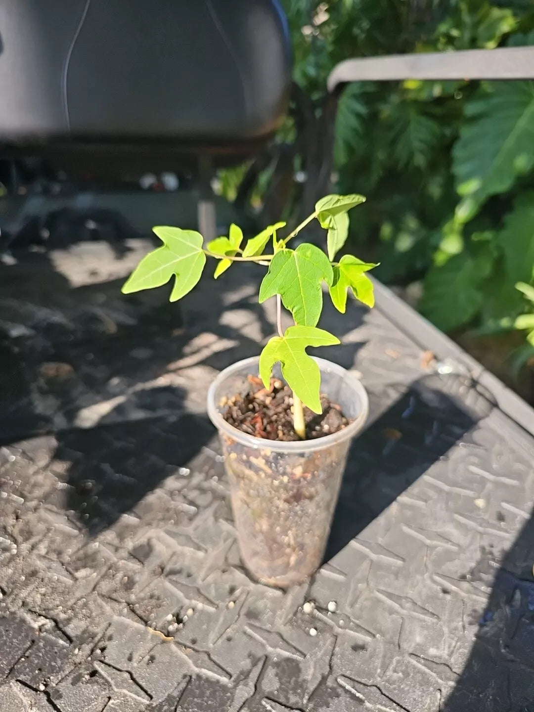 Live Papaya Tree Plant - Organic Fruit-Bearing Carica papaya for Food Forest & Garden