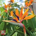 Orange Bird of Paradise Plant - Rooted 10-12 Inches - Strelitzia Reginae - Tropical Indoor & Outdoor Garden Plant