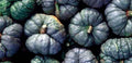 Triamble Winter Squash Seeds - Heirloom Cucurbita maxima, Vining, Multi-Colored Fruit, Organic Gardening Seeds