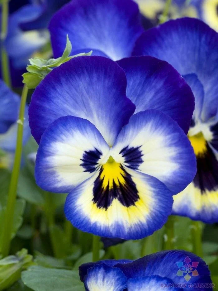 Blueberry Thrill Pansy Seeds - 200+ Viola Flower Seeds for Garden, Annual, Deep Blue with Yellow Accents, Easy to Grow