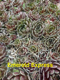 Emerald Express Hens and Chicks Succulents - 10 Live Hardy Sempervivum Plants for Zones 4-8, Garden and Pot Plants