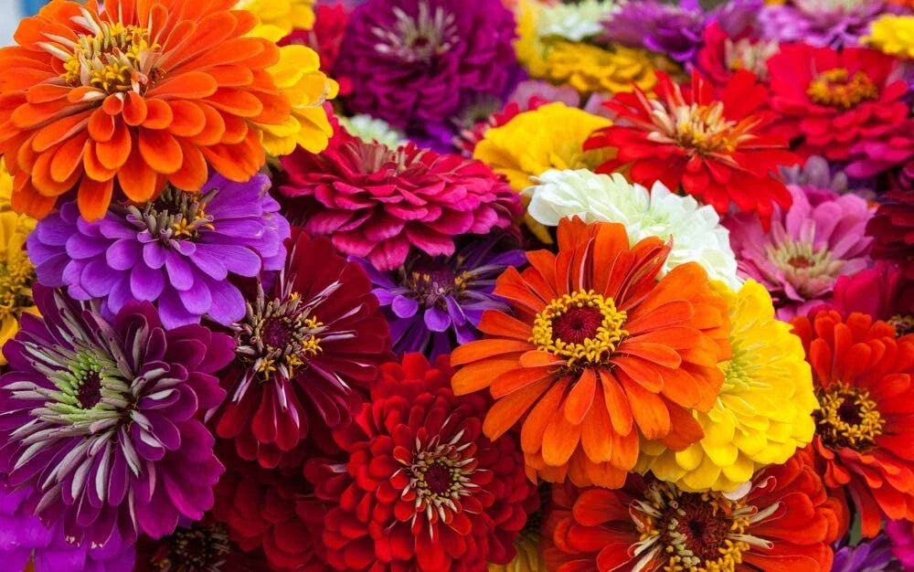 Zinnia Seeds - 100+ Mix for Garden Planting - Colorful Varieties - Zinnia elegans Seed Pack