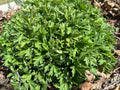 Mugwort Live Bareroot Plant - Medicinal Herb, Drought Tolerant, Full Sun, Artemisia vulgaris