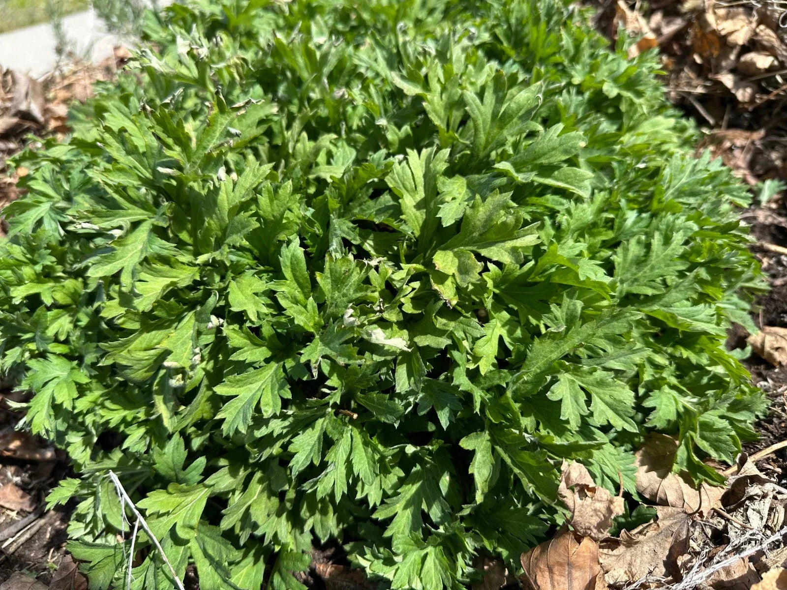 Mugwort Live Bareroot Plant - Medicinal Herb, Drought Tolerant, Full Sun, Artemisia vulgaris
