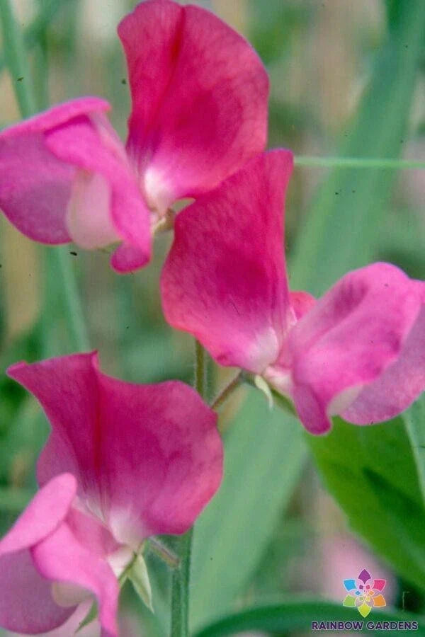 Prince Edward of York Sweet Pea Seeds - 50+ Pack, Heirloom, Fragrant, Lathyrus odoratus, Climbing Vine, USA