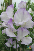 Albutt Blue Sweet Pea Seeds - 50+ Pack Climbing Flower for Garden, Fragrant Lathyrus odoratus, USA Grown, Free Shipping