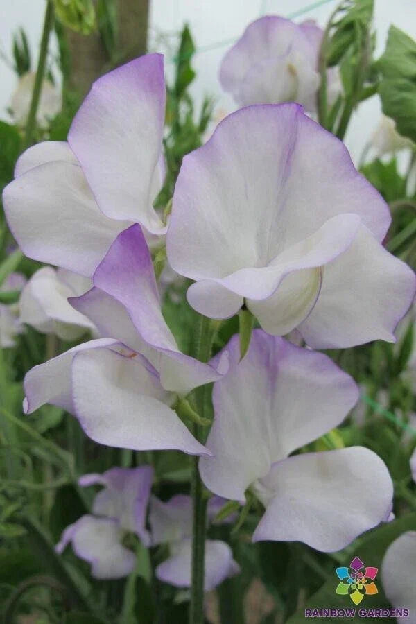 Albutt Blue Sweet Pea Seeds - 50+ Pack Climbing Flower for Garden, Fragrant Lathyrus odoratus, USA Grown, Free Shipping