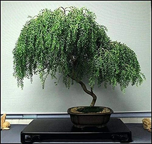 Dwarf Weeping Willow Bonsai Tree Cutting - Thick Trunk, Salix babylonica 'Nana', Indoor Outdoor Plant