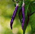 Purple Cayenne Pepper Seeds - 30+ Non-GMO Capsicum annuum for Hot & Spicy Salsa and Garden Growth