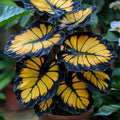 Sunburst Calathea Seeds - 25+ Pack for Indoor & Outdoor Gardening - Calathea 'Sunburst' Planting Seeds