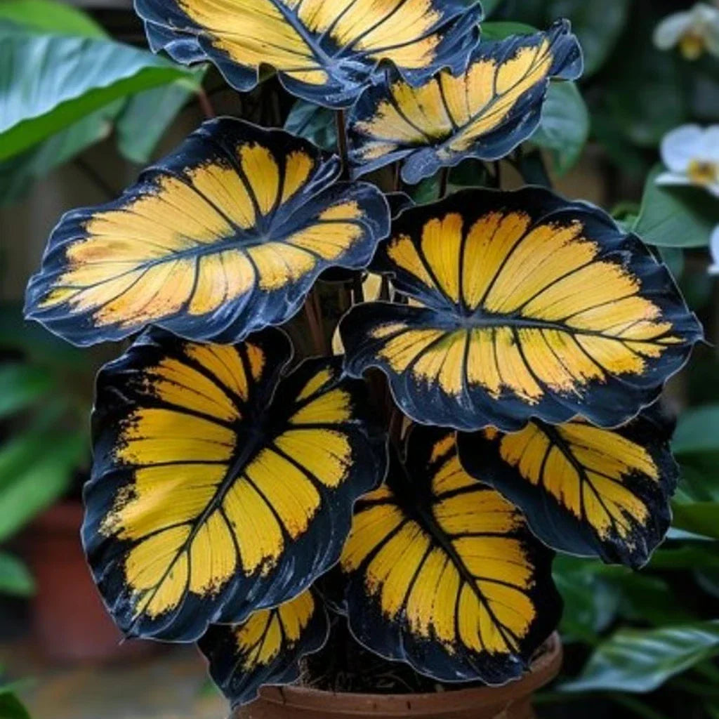 Sunburst Calathea Seeds - 25+ Pack for Indoor & Outdoor Gardening - Calathea 'Sunburst' Planting Seeds
