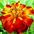 French Marigold Seeds - Spring Mix, Insect Repellent Flower, Tagetes patula, Attracts Bees, 30 Seeds, Easy to Grow, USA